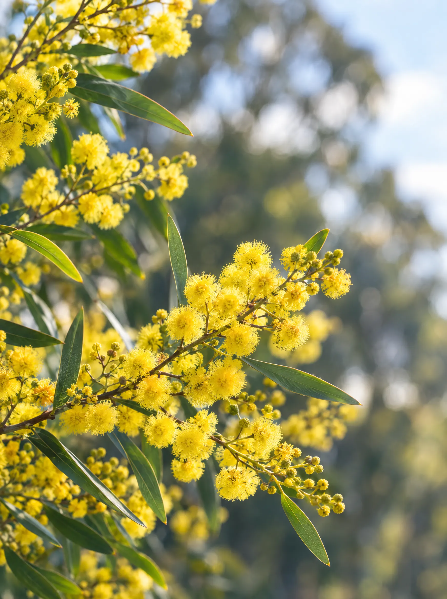 Golden wattle blossom in soft morning light.